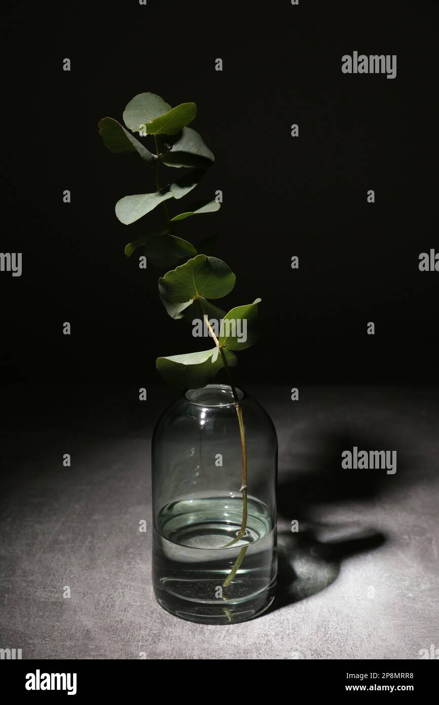 Glass vase with eucalyptus branch in darkness Stock Photo Alamy