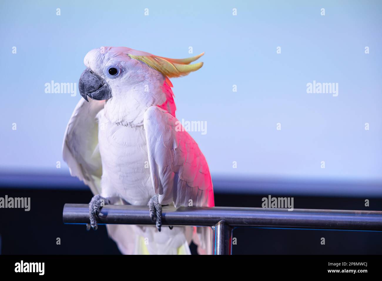 A white cockatoo (Cacatua alba), umbrella cockatoo parrot bird in front