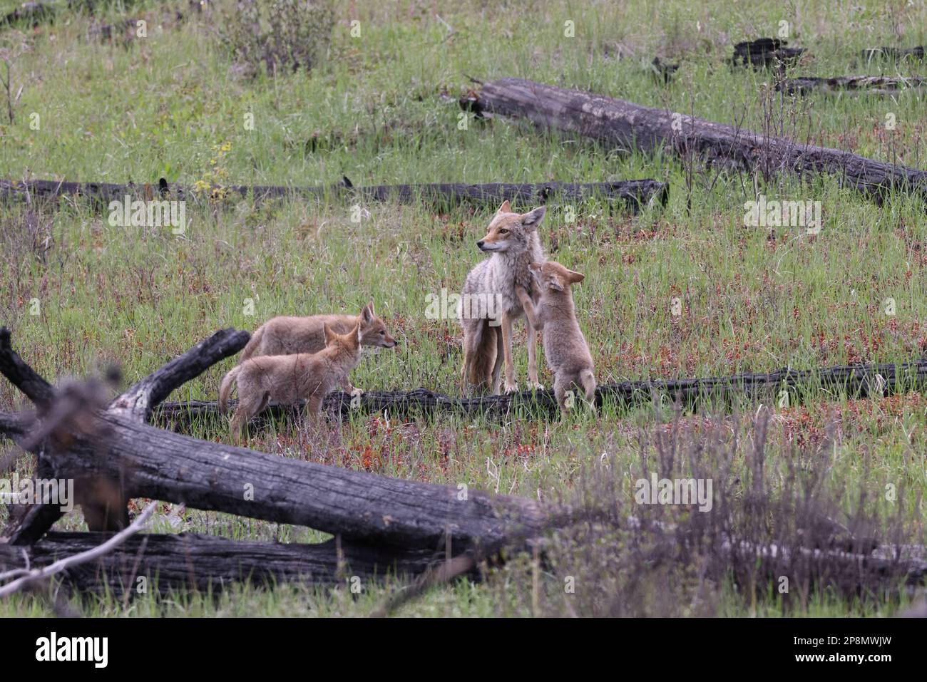 female coyote with young alberta canada Stock Photo Alamy