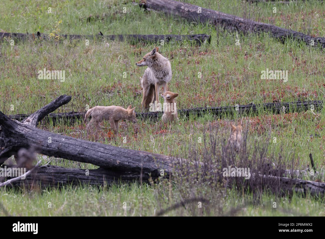 female coyote with young alberta canada Stock Photo Alamy