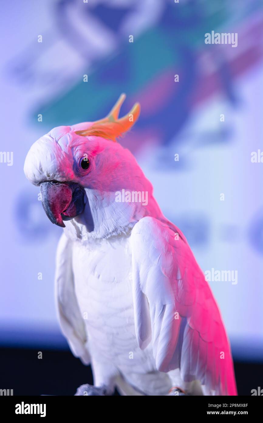 A white cockatoo (Cacatua alba), umbrella cockatoo parrot bird in front