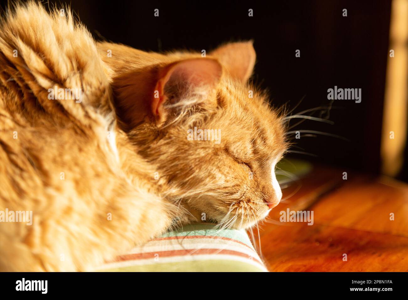 A ginger cat enjoying being in a sunny spot inside a house. Stock Photo
