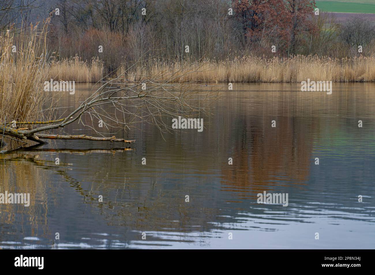 Scenic view of a lakeshore on a cloudy day with focus on branches in foreground Stock Photo
