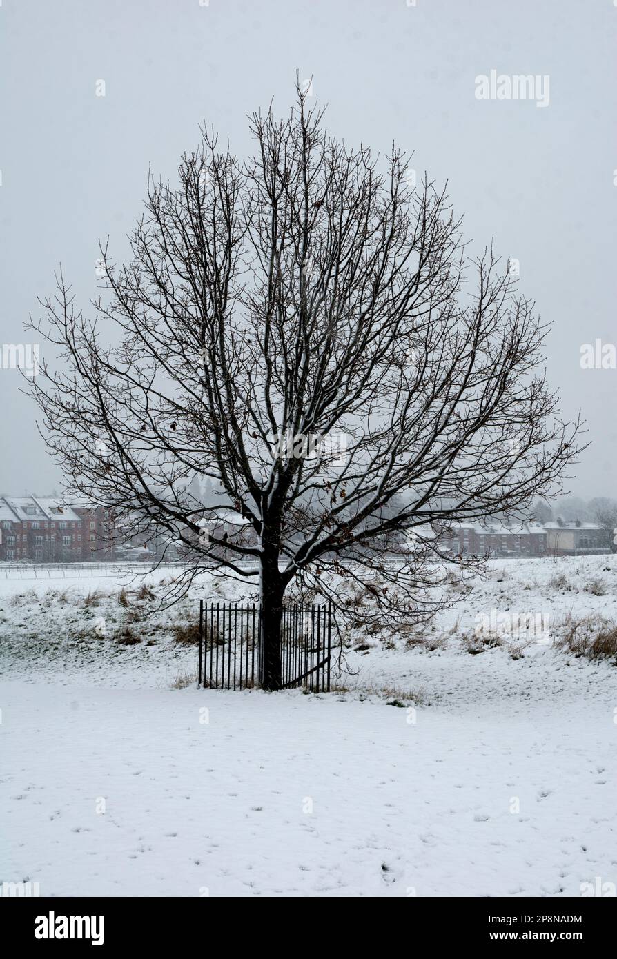 An oak tree in snowy weather, Warwick, Warwickshire, England, UK Stock