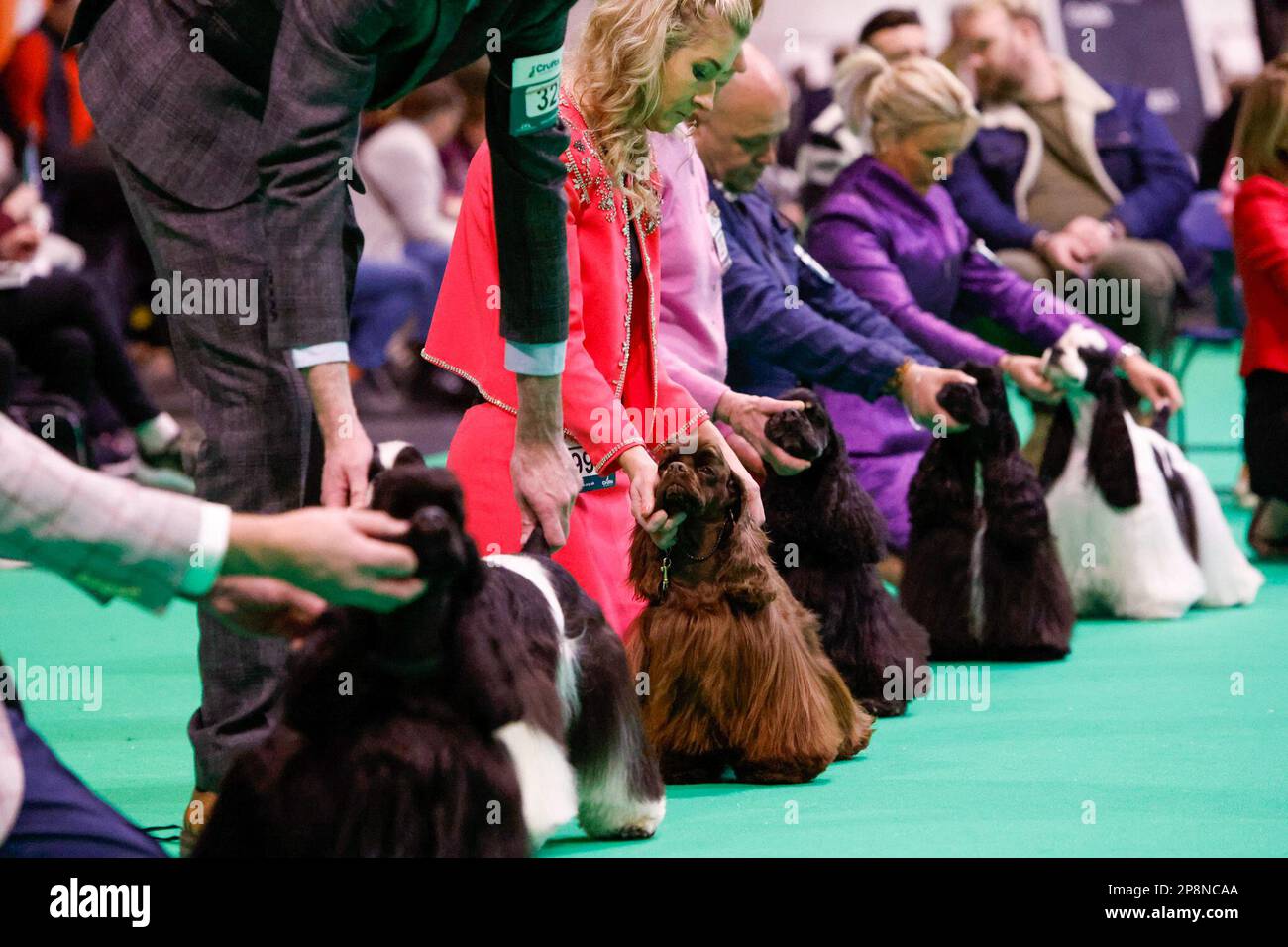 9th March 2023. Birmingham, UK. American Cocker Spaniels line up for