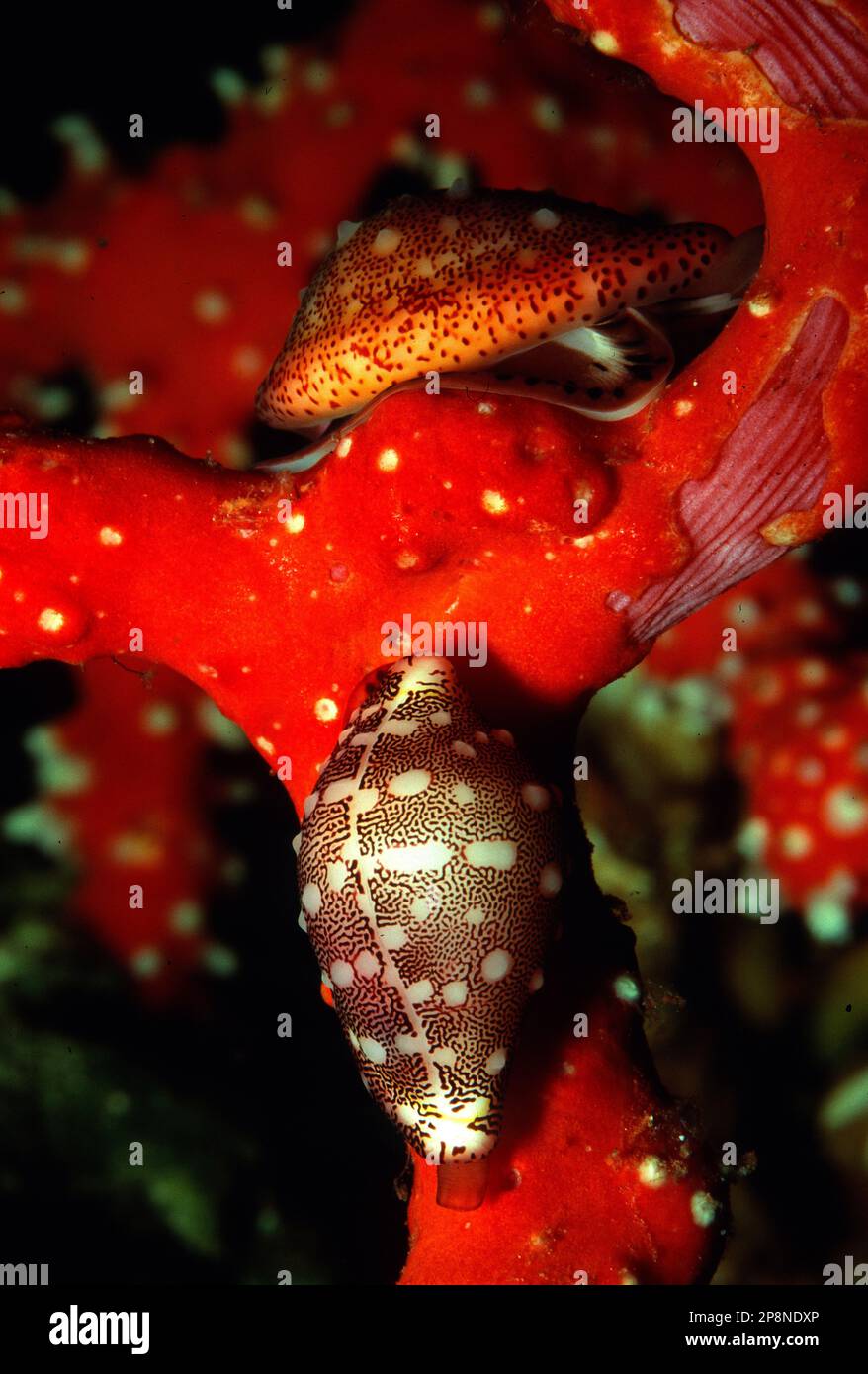 Molluschi gasteropodi marini hi-res stock photography and images - Alamy