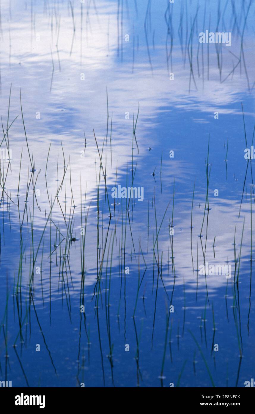 reflections of sky and clouds in a marsh. Cabras. Oristano, Sardinia. riflessi di cielo e nuvole in un acquitrino. Cabras. Oristano, Sardegna. Stock Photo