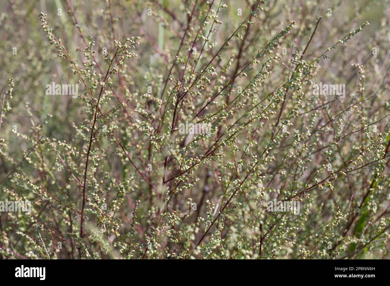 Feld-Beifuss, Feld-Beifuß, Feldbeifuss, Feldbeifuß, Artemisia campestris, field wormwood, beach wormwood, northern wormwood, Breckland wormwood, borea Stock Photo