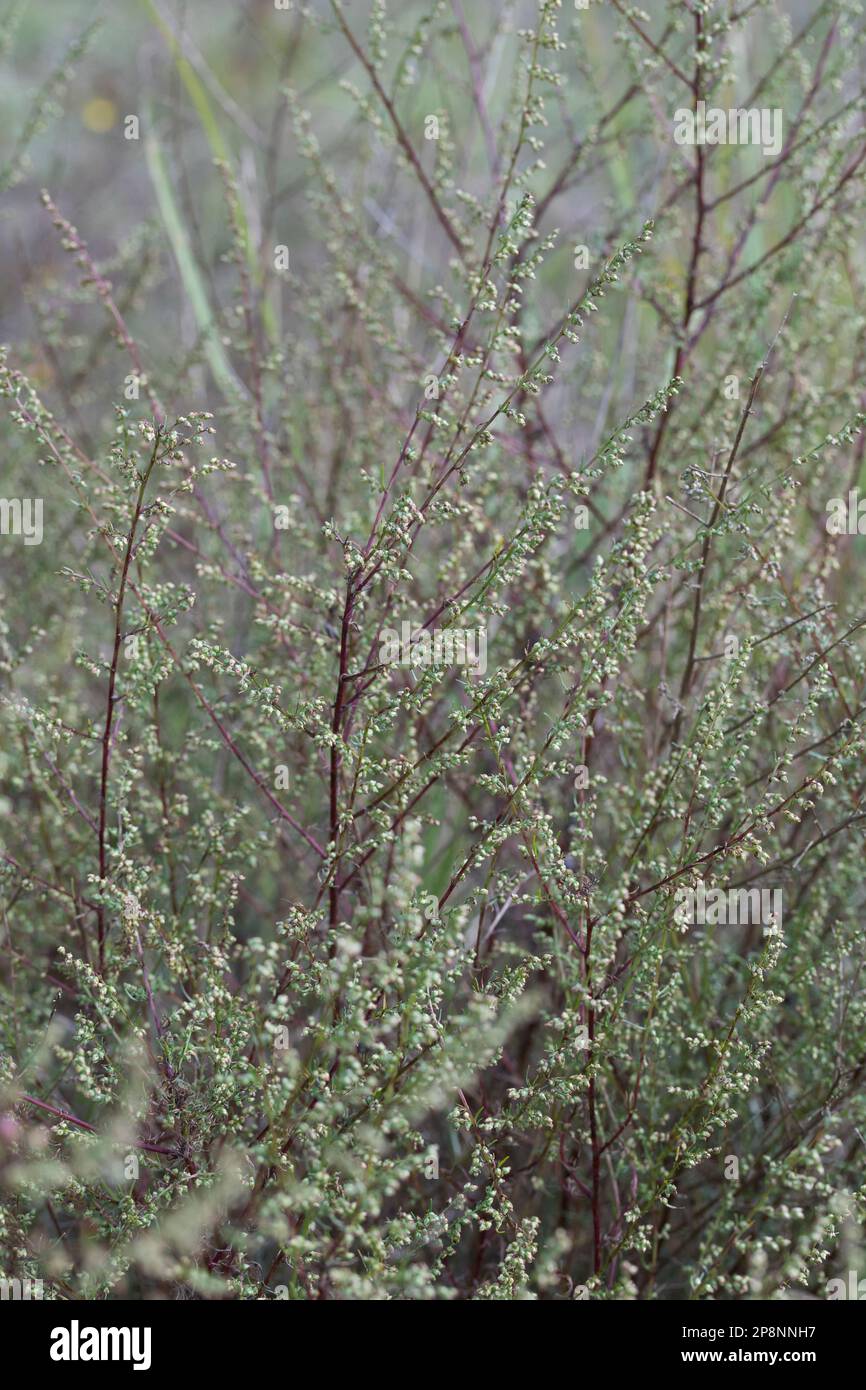 Feld-Beifuss, Feld-Beifuß, Feldbeifuss, Feldbeifuß, Artemisia campestris, field wormwood, beach wormwood, northern wormwood, Breckland wormwood, borea Stock Photo