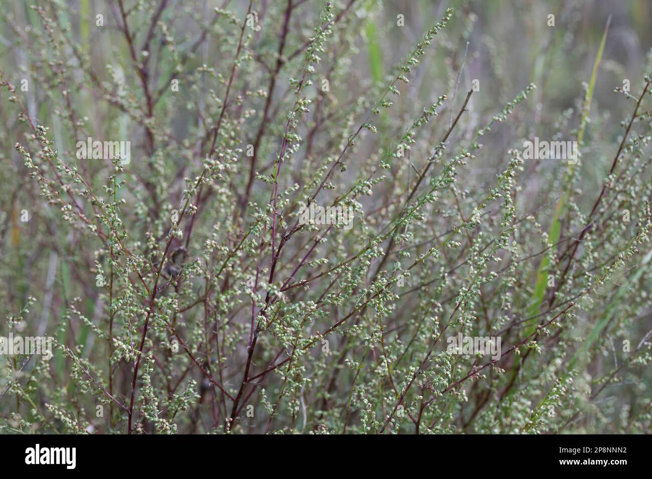 FeldBeifuss, FeldBeifuß, Feldbeifuss, Feldbeifuß, Artemisia