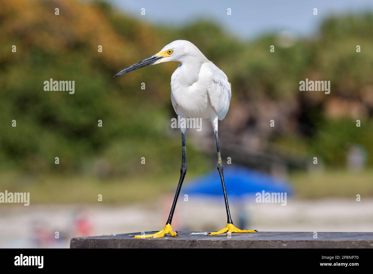 Which White Bird Is That?! Is It An Egret? Or A Heron? Or..?