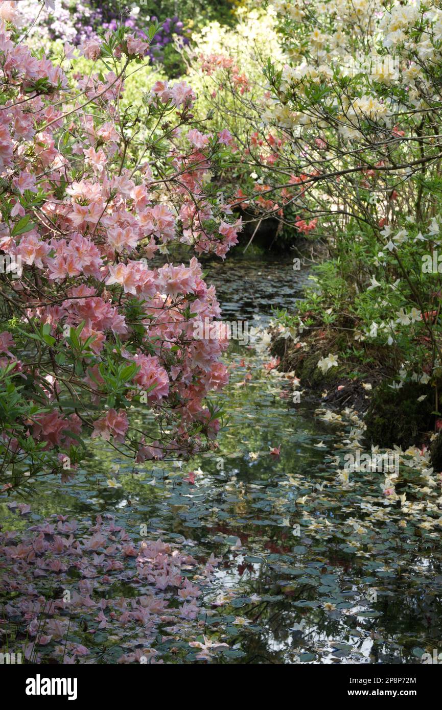 Azaleas flowering in the gardens of Stody Lodge, Melton Constable, Norfolk, England, UK Stock Photo