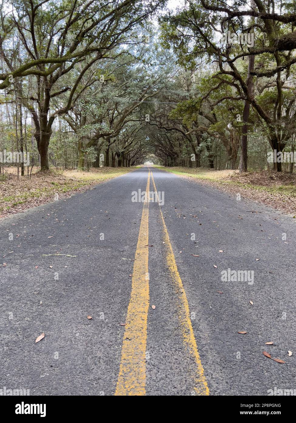 A live oak tree tunnel on Kiawah Island in South Carolina on a beautiful spring day. Stock Photo