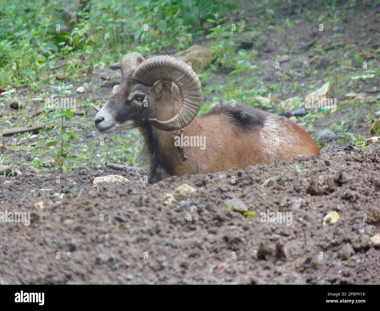 Muflong Muflon Bighorn (Bighorn sheep). Ovis canadensis at the botanical garden ...