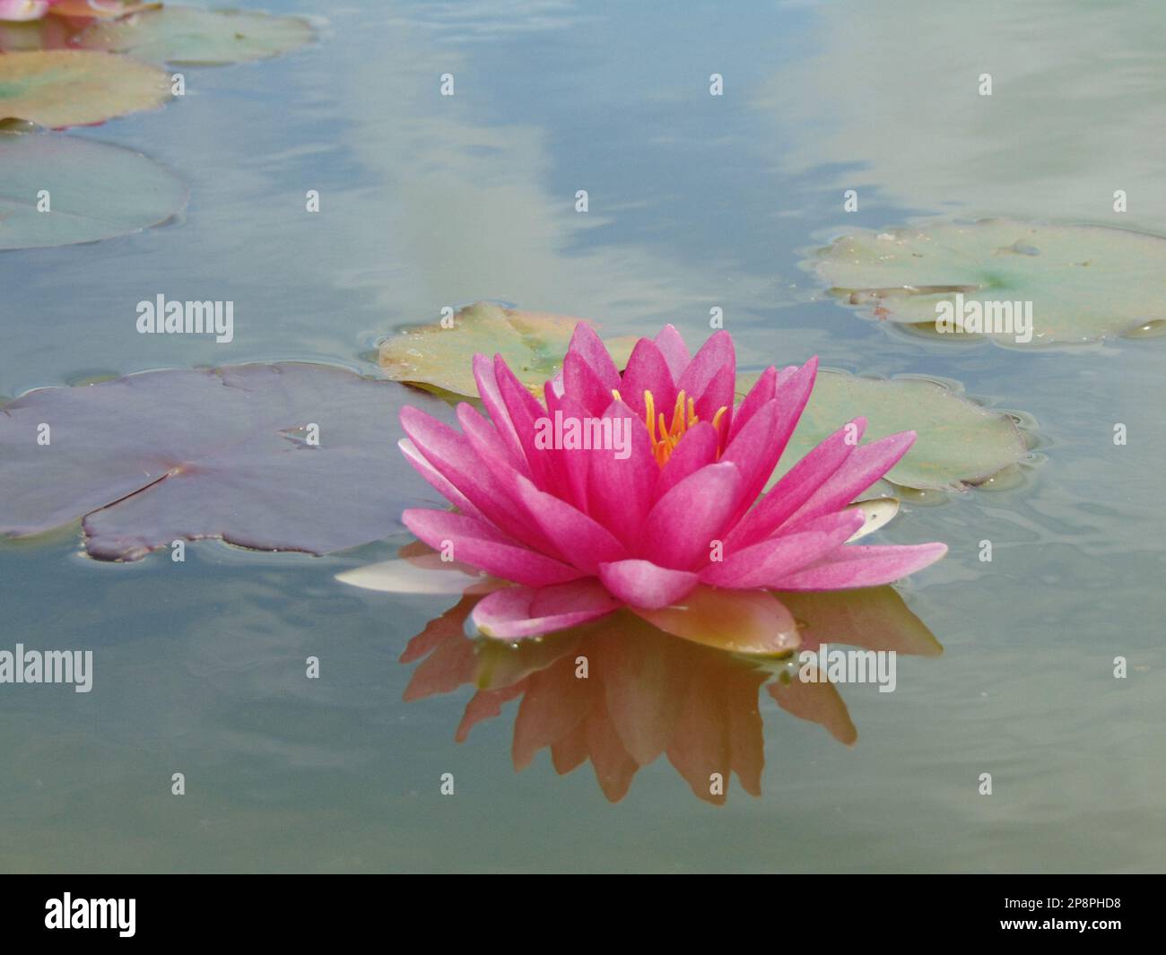 water lily on the water Stock Photo - Alamy