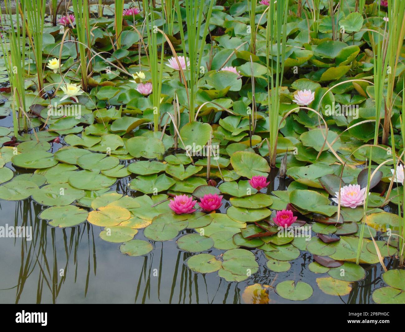 water lilies on the water and green vegetation Stock Photo - Alamy