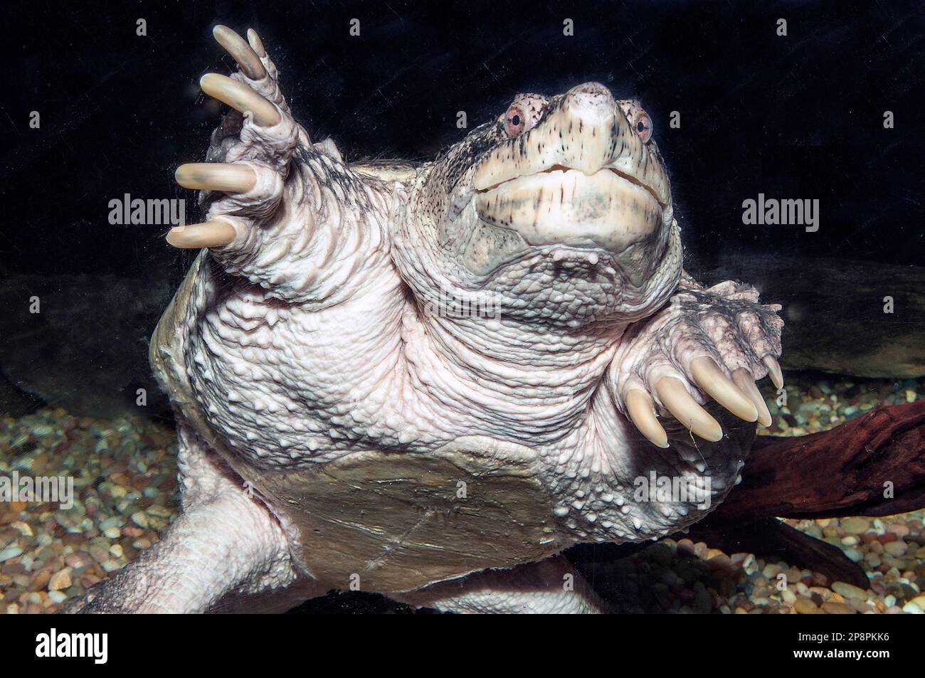 Common spapping turtle facing camera, medium shot underwater Stock Photo