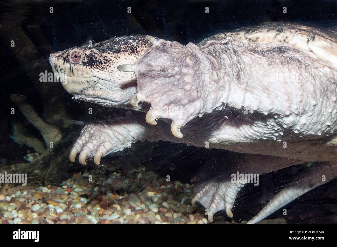 Common spapping turtle facing left, medium shot underwater Stock Photo
