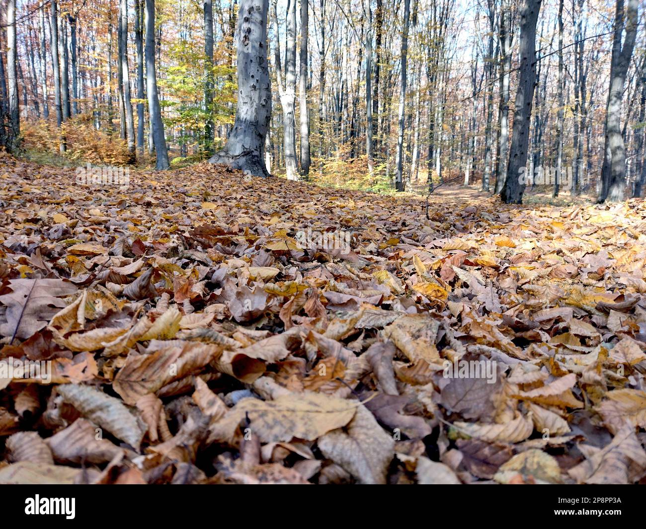 autumn leaves in the forest Stock Photo - Alamy