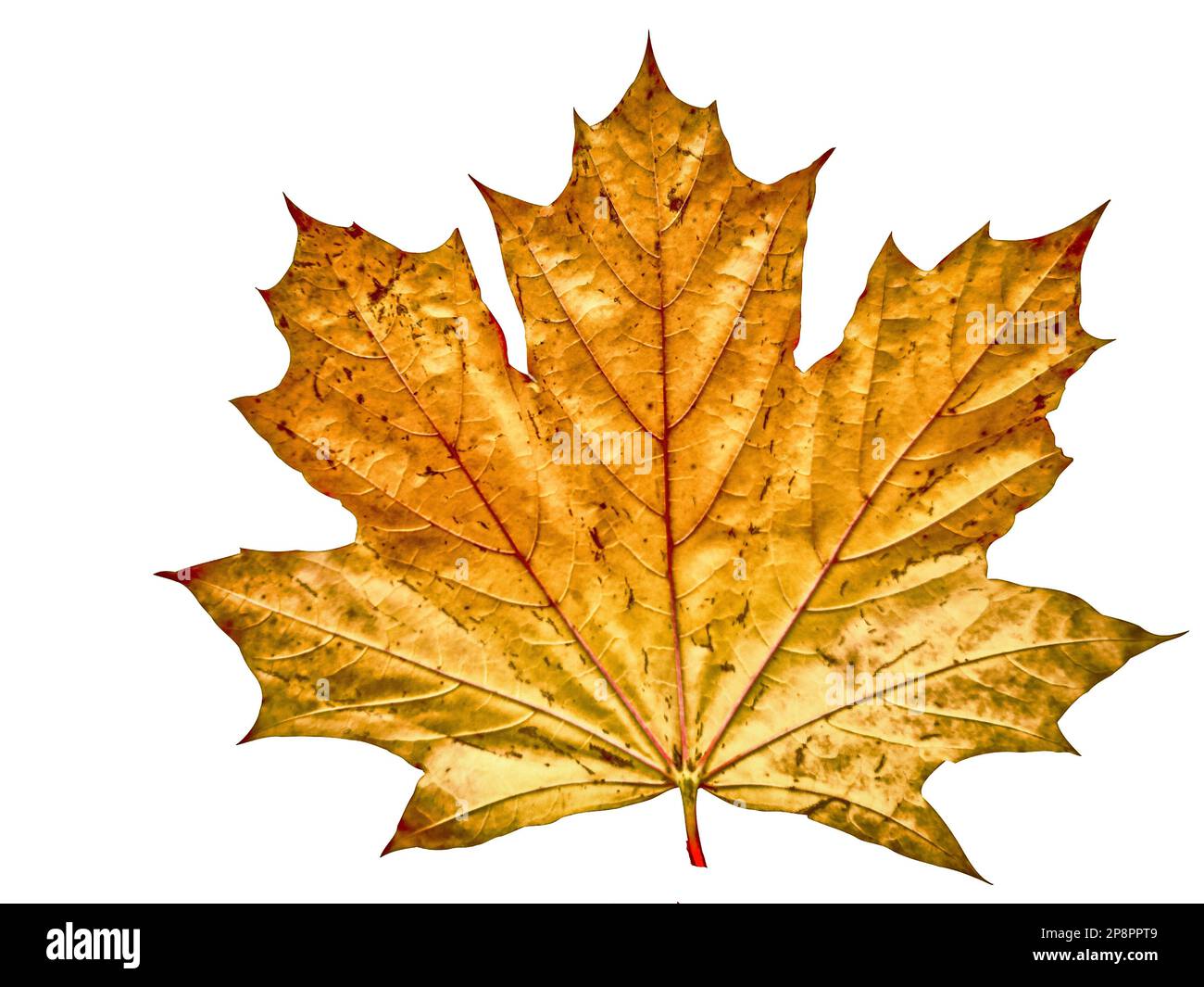 maple leaf in autumn isolated on white Stock Photo