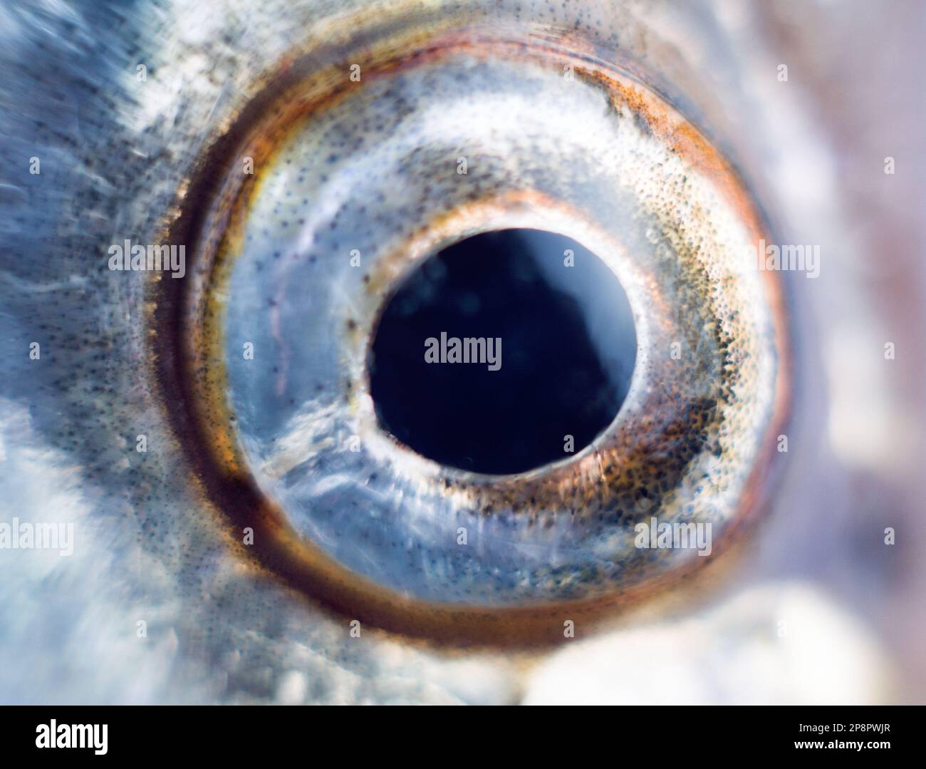 Anatomy of fish. The Sabrefish (Pelecus cultratus) eye close-up Stock ...