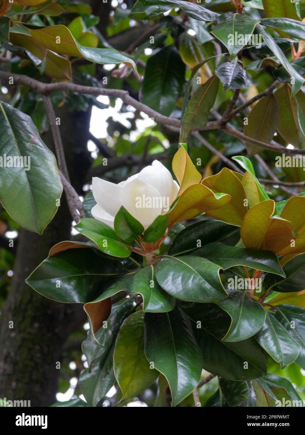 Evergreen magnolia, Big laurel (Magnolia grandiflora) blooms in the