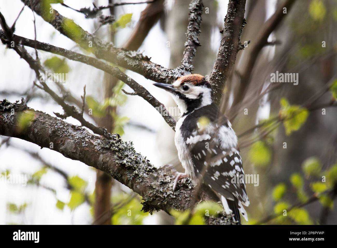 Beautiful detached birch silver bark on the trunk of a birch and White-backed woodpecker (Dendrocopos leucotos, male, juv) Stock Photo