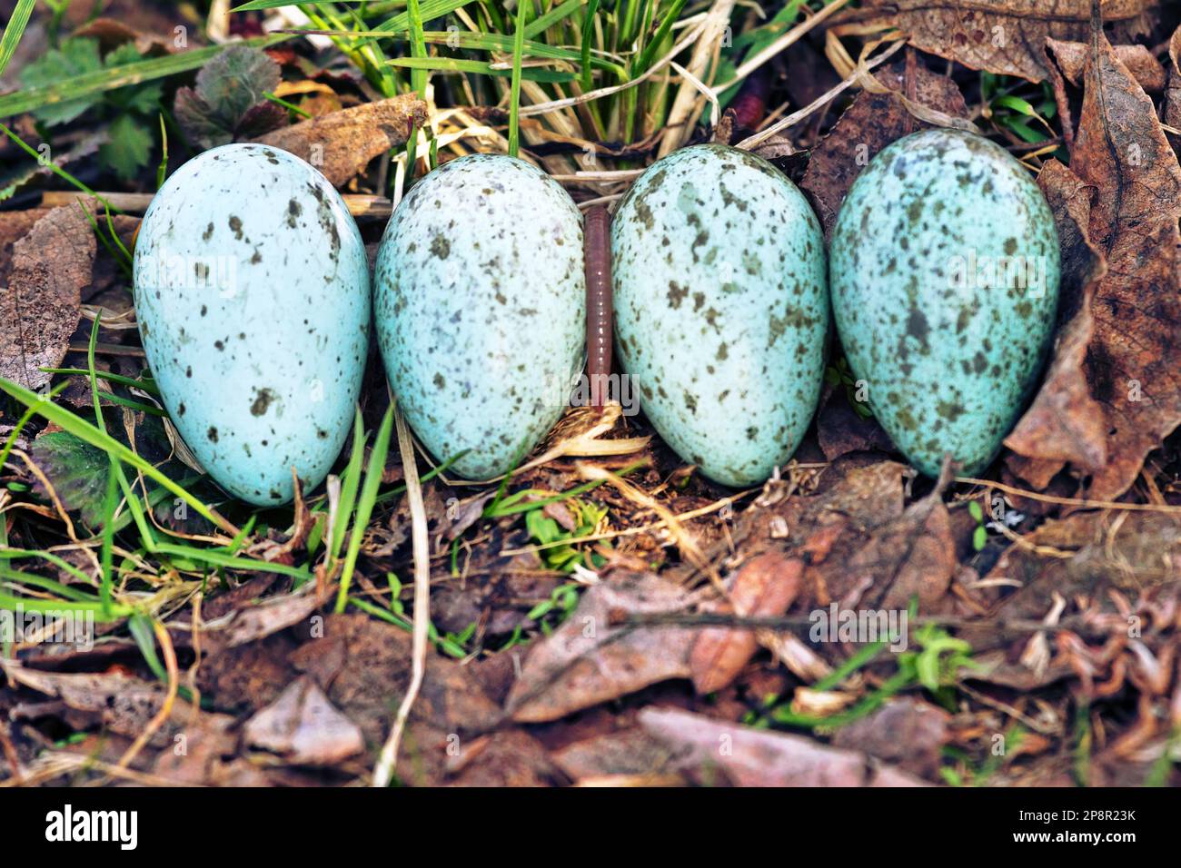 Oology. Egg clutch of Hooded crow (Corvus cornix) from rural nest. Variegated eggs are represented by the gradient of pattern variability. An earthwor Stock Photo
