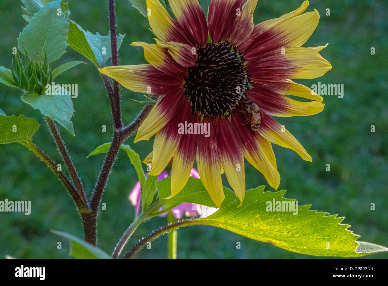 ring of fire sunflower with a buzzing bee Stock Photo