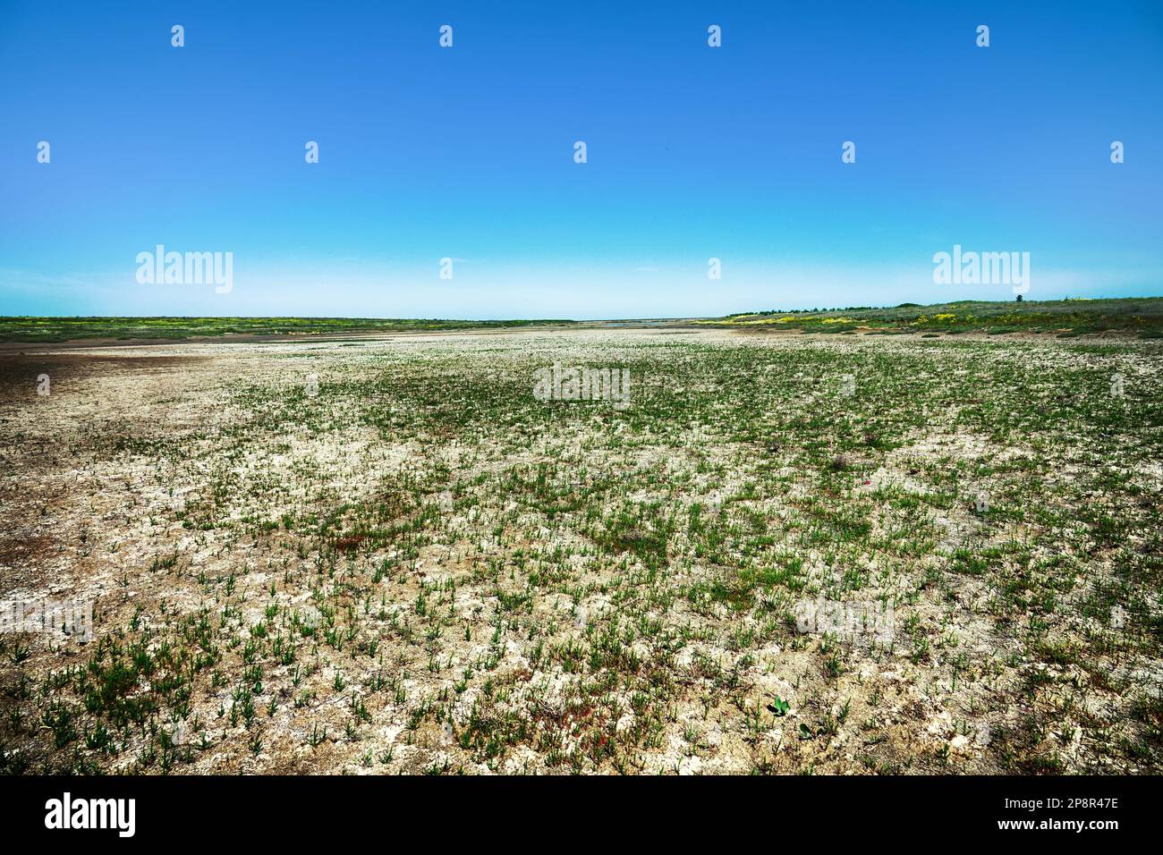 The salt marsh is quickly colonized by Saltwort (Salicornia europaea) after the spring flood and drought. Saltwort as the most salt-tolerant plant Stock Photo