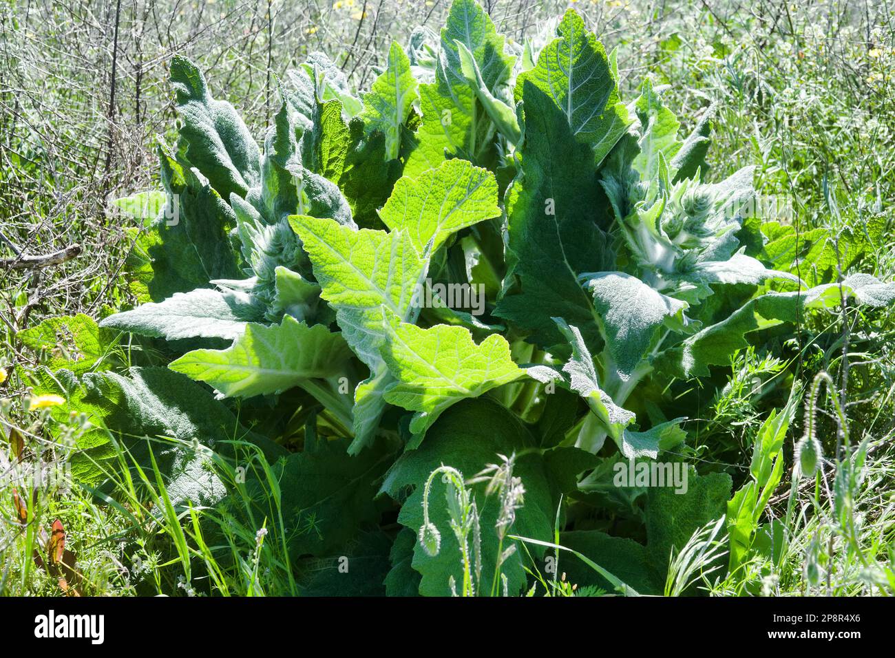 Powerful vegetation of Sage (Salvia aethiopis) in spring on a field overgrown with weeds Stock Photo