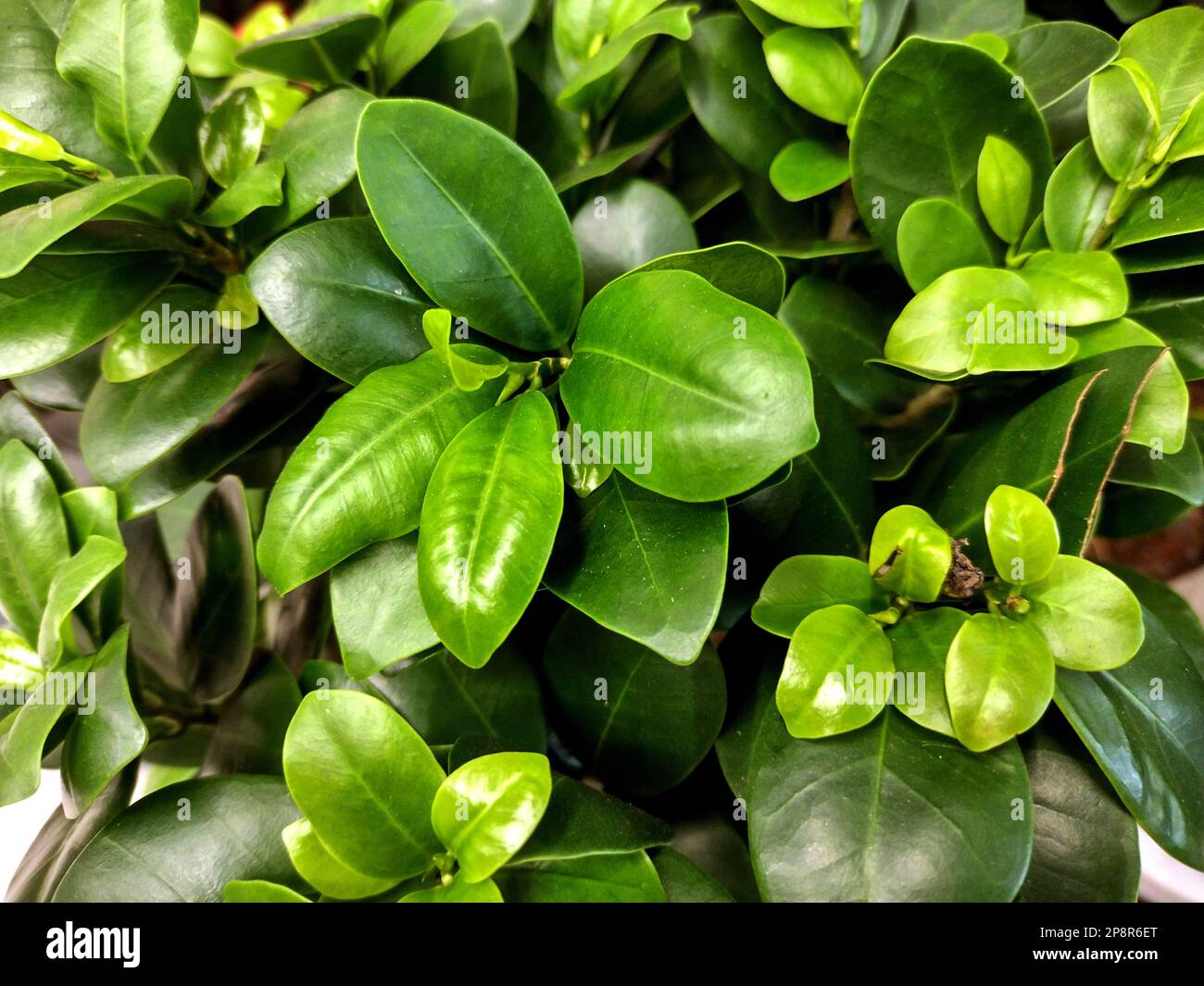 Ginseng ficus tree - close up Stock Photo