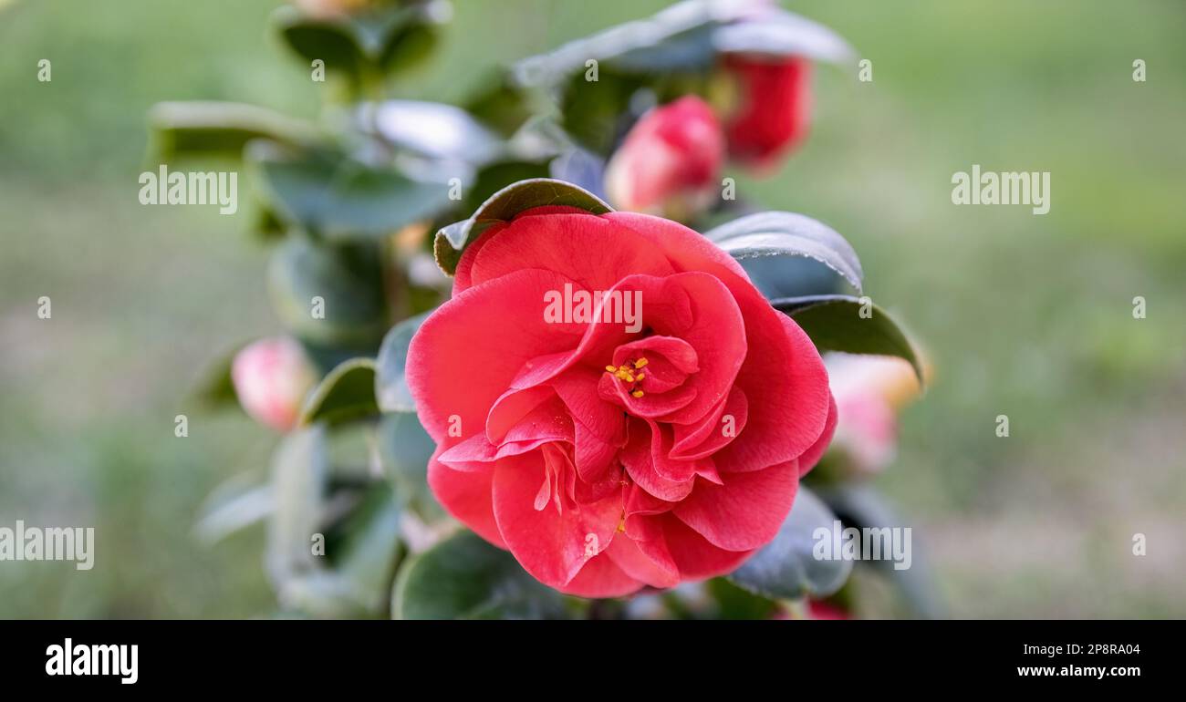 Camellia japonica or common camellia red flower in the garden design Stock Photo
