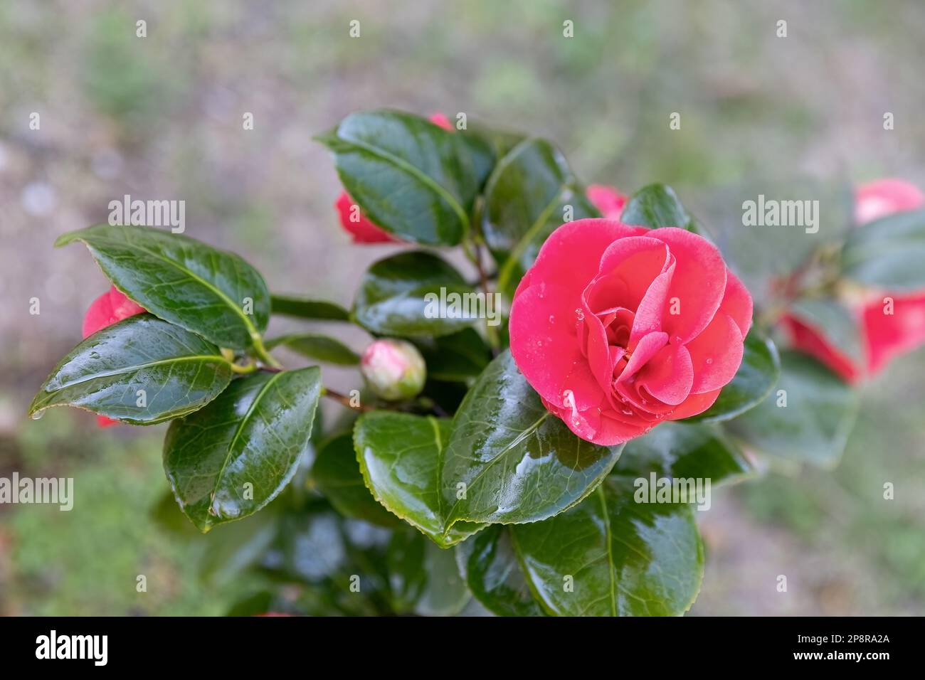 Japan rose camellia japonica hi-res stock photography and images - Alamy