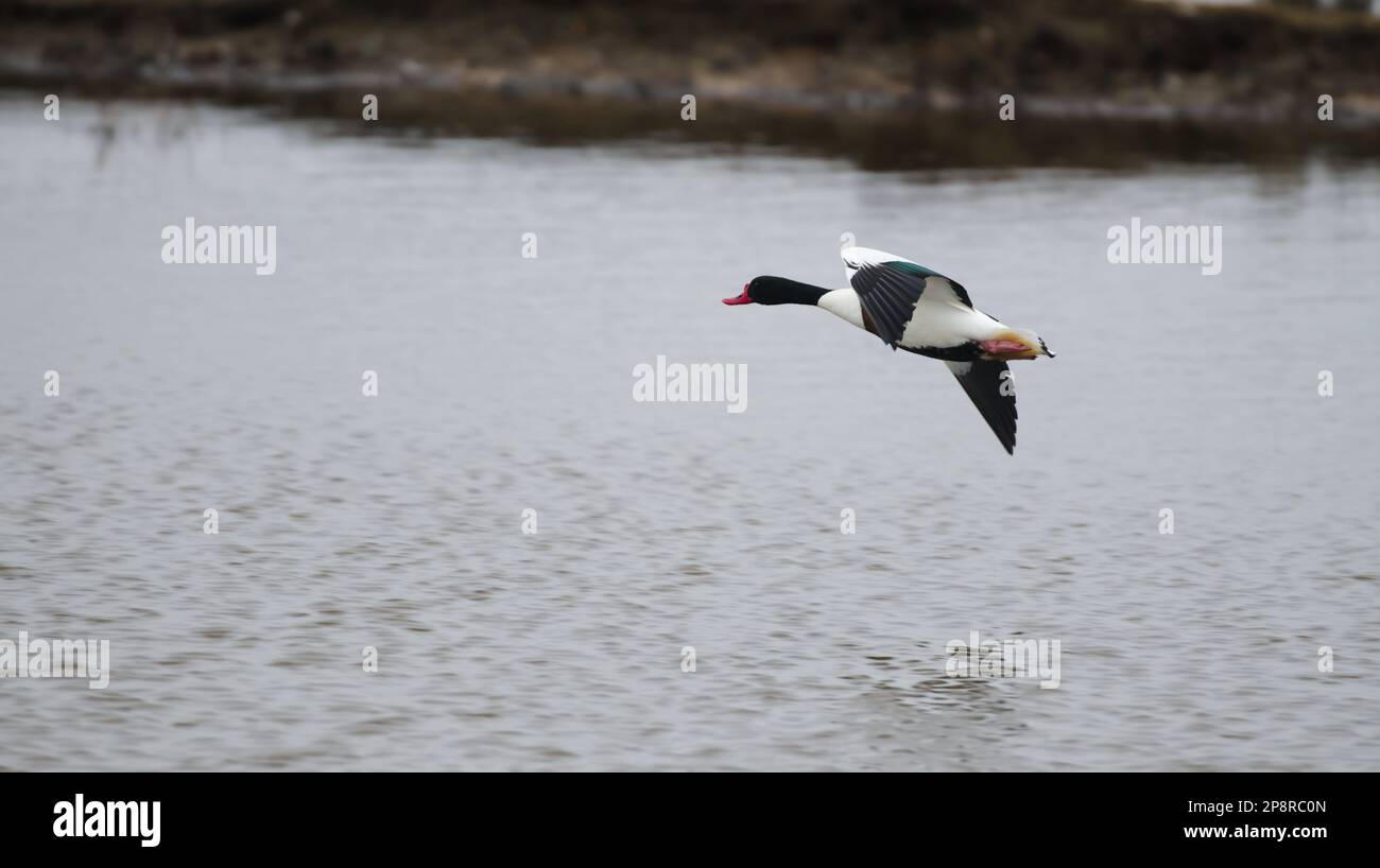 Shell Duck Flying Duck flying out of water hi-res stock photography and images - Alamy