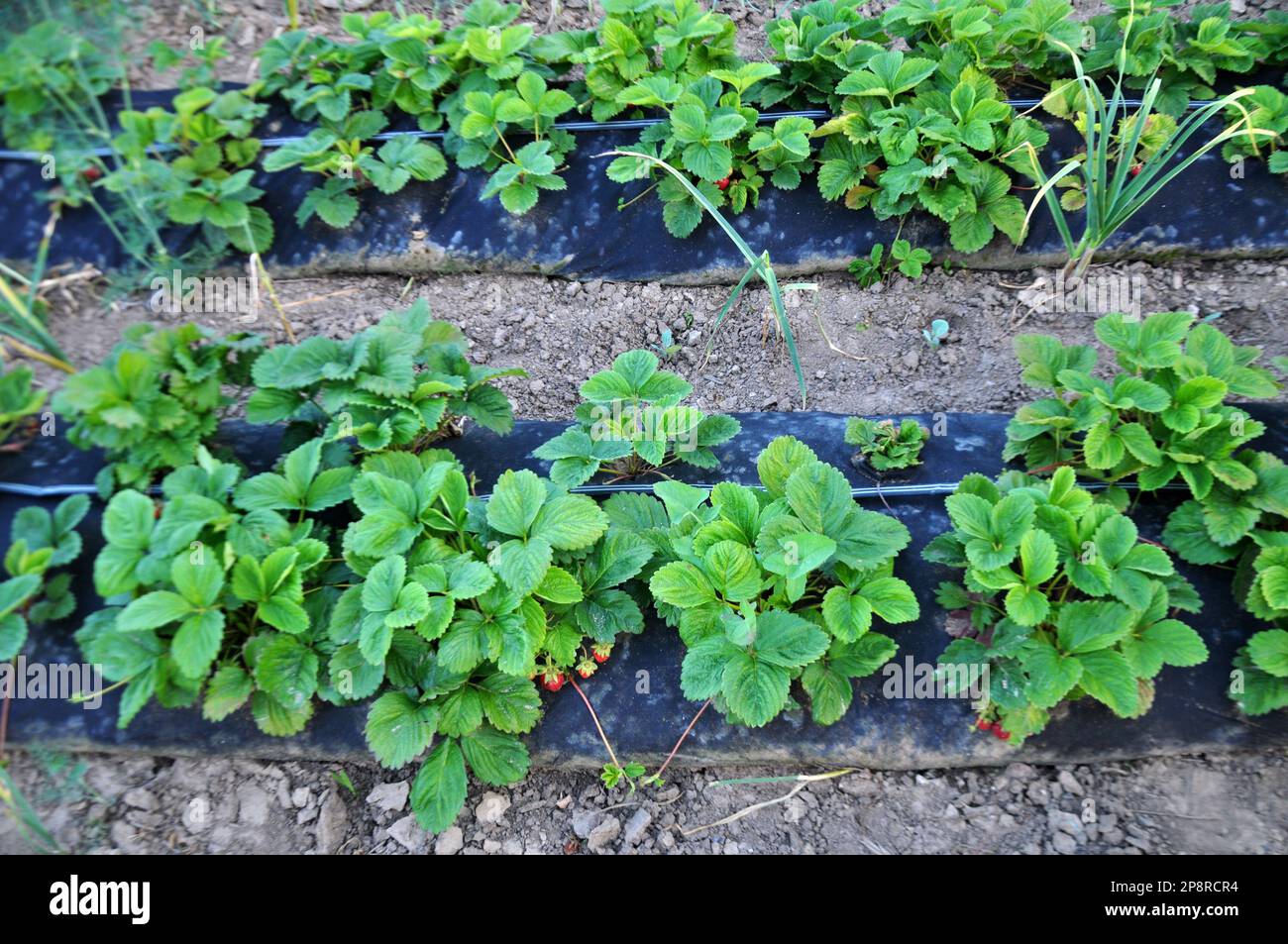 Growing strawberries in the open ground using a black film Stock Photo