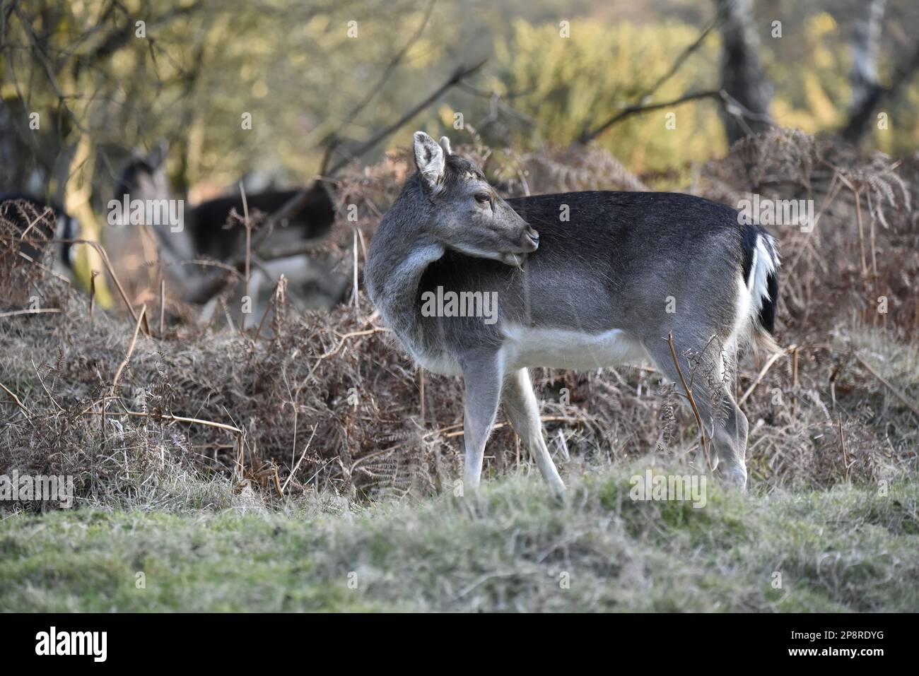 Female European Fallow Deer (Dama dama) in Forest Clearing, in Left-Profile to Right of Image with Head Turned to Groom, taken on Cannock Chase, UK Stock Photo