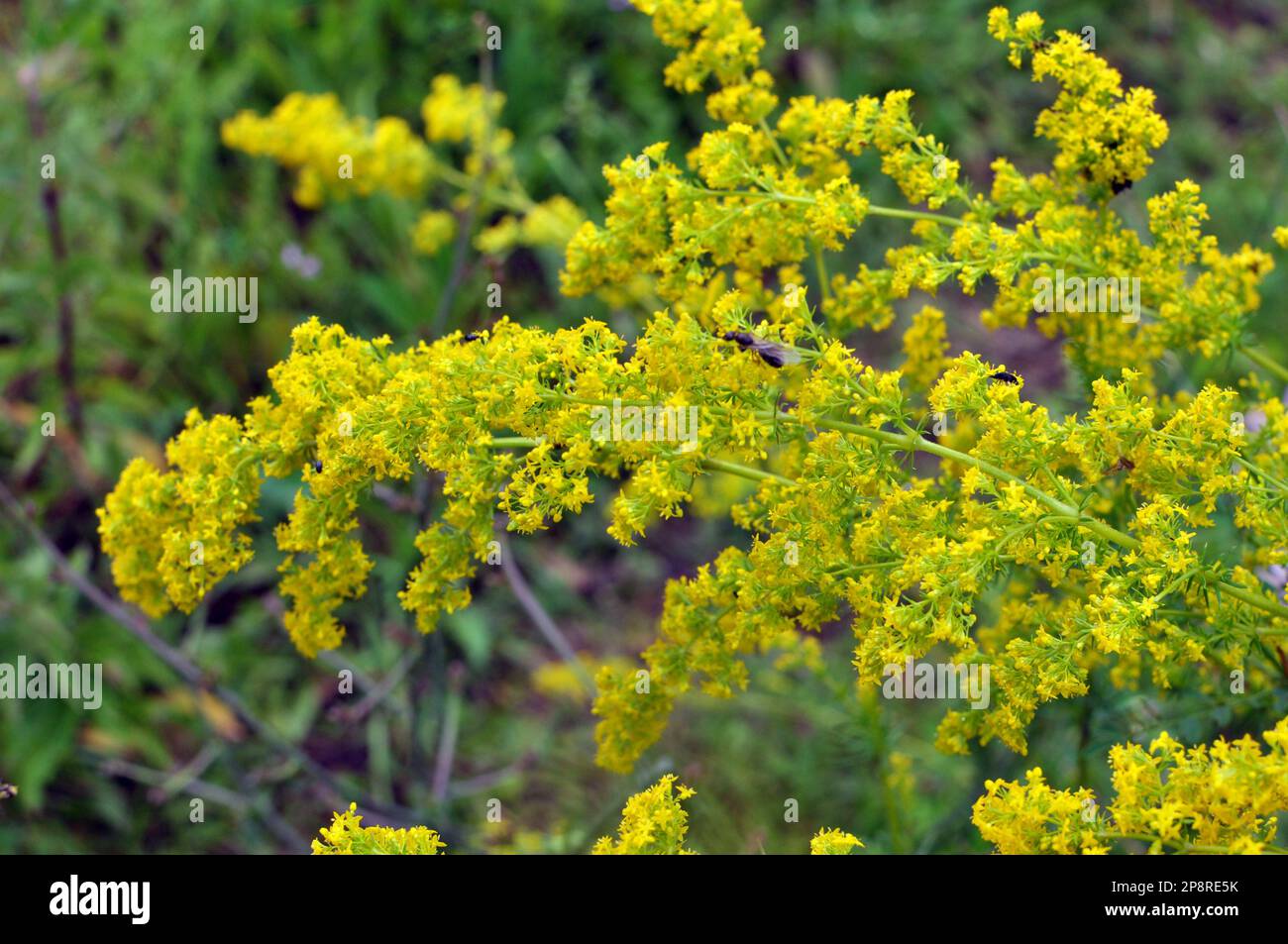 Galium verum grows among grasses in the wild Stock Photo