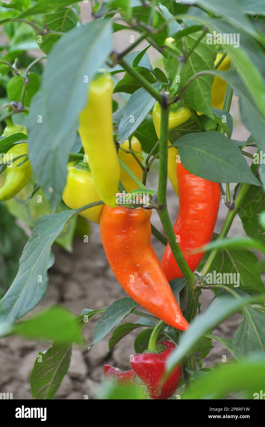 In the open ground sweet pepper grows Stock Photo Alamy