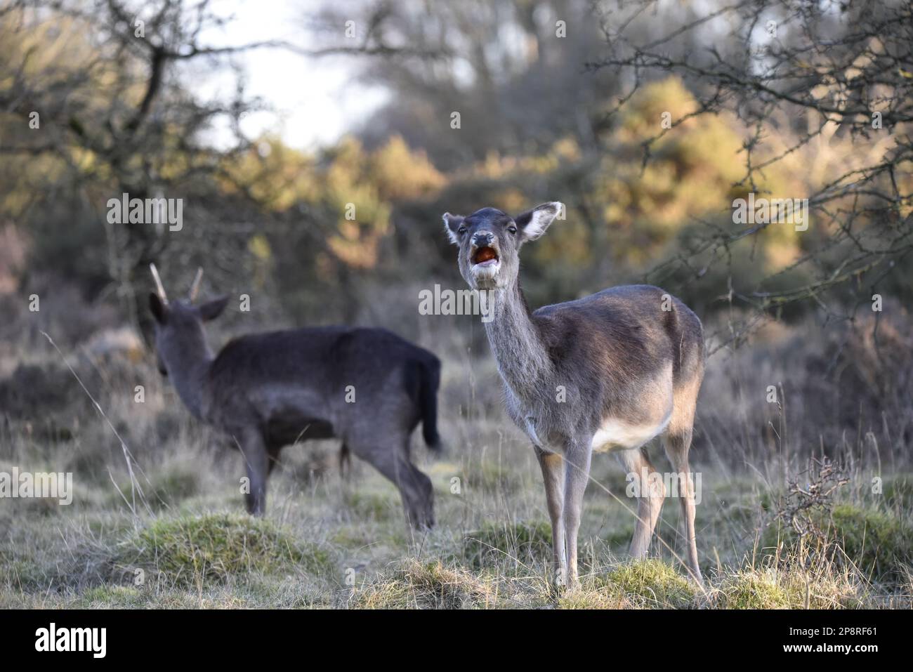 Female Common Fallow Deer (Dama dama) Positioned Right of Image, Facing Camera Chewing with Mouth Open and Head Back, in a Sunlit Forest in the UK Stock Photo