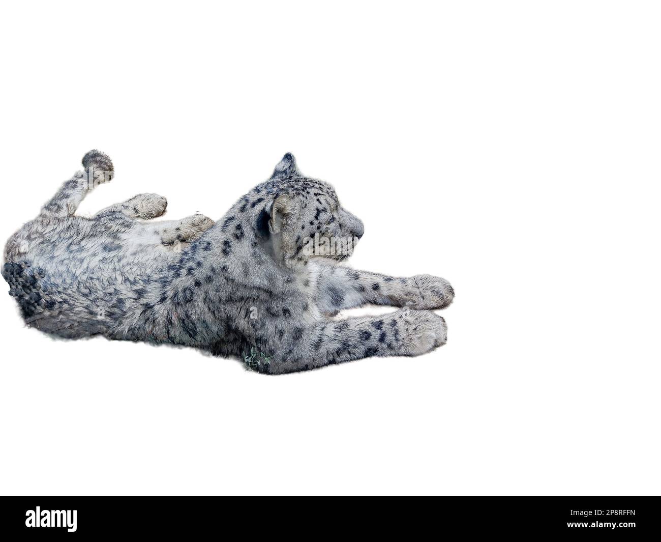 the snow leopard isolated on white Stock Photo - Alamy