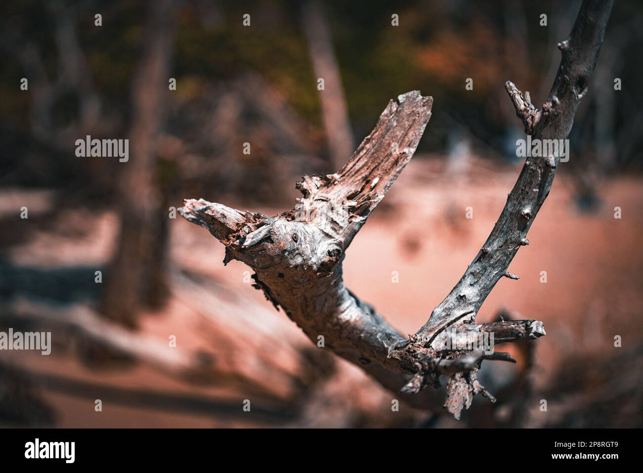 A closeup shot of a broken tree branch with a piece of wood missing