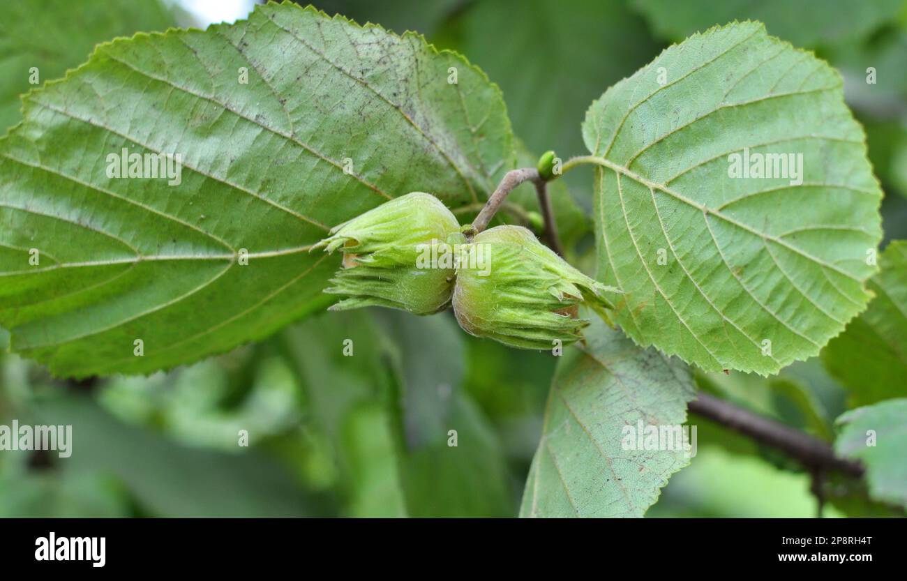 Nuts ripen on the branch of the hazel bush Stock Photo Alamy