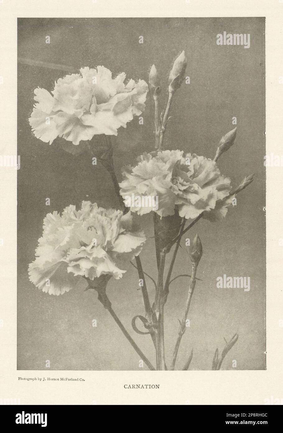 Carnation. Flowers 1907 old antique vintage print picture Stock Photo