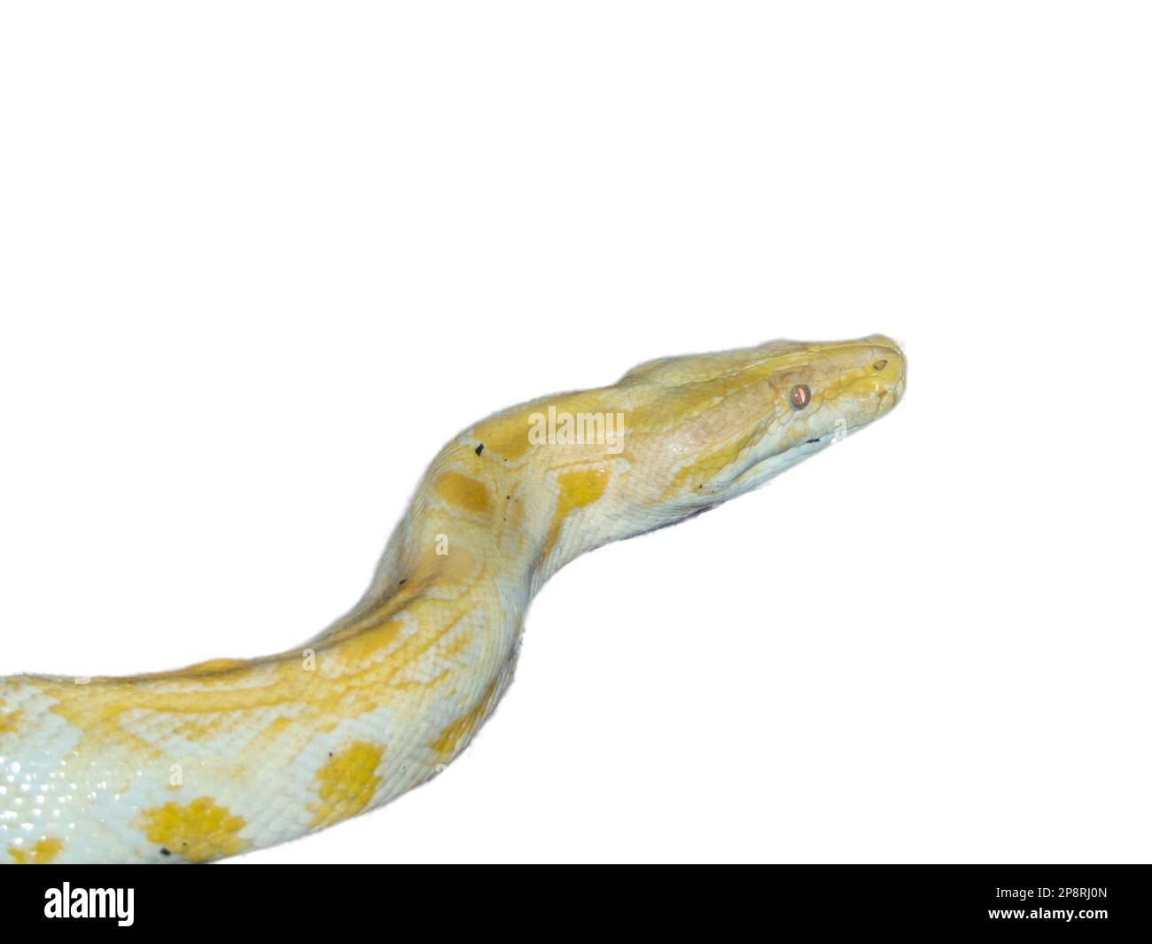 Indian rock python isolated on white background Stock Photo - Alamy