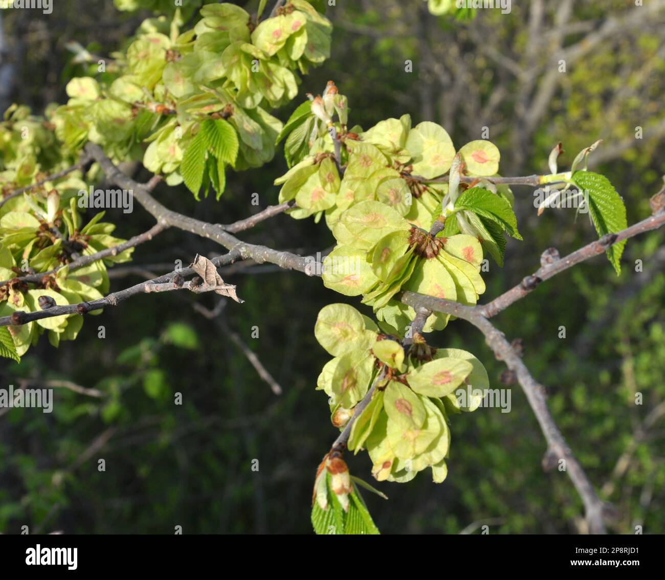 In spring, an elm grows and blooms in nature Stock Photo