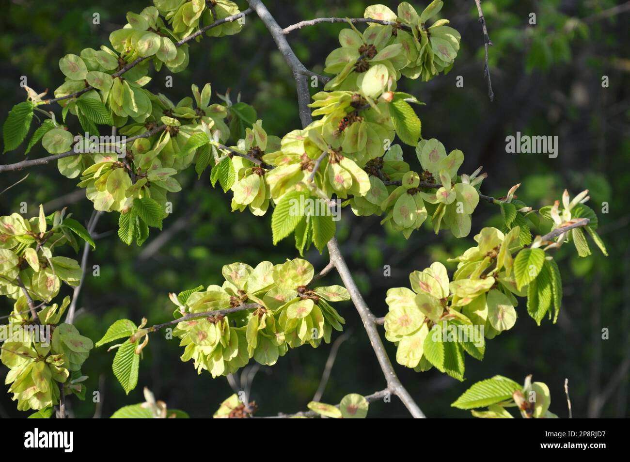 In spring, an elm grows and blooms in nature Stock Photo
