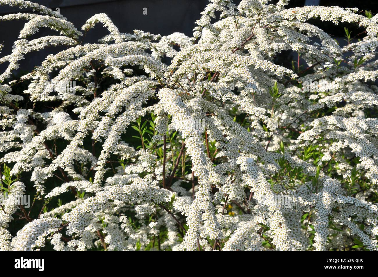 Ornamental spirea bush blooms in the garden. Stock Photo