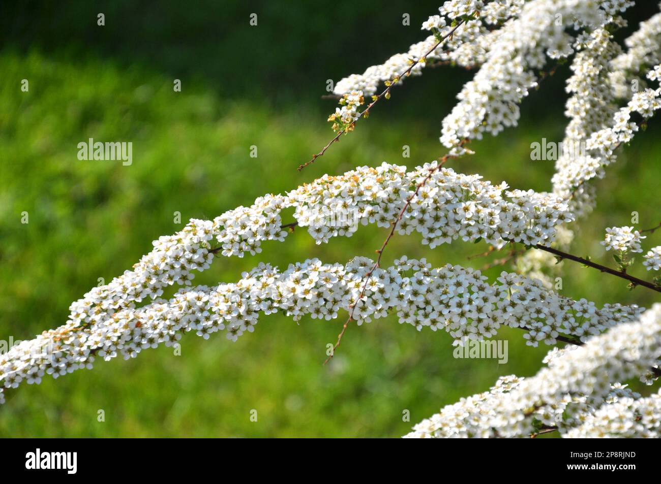 Ornamental spirea bush blooms in the garden. Stock Photo