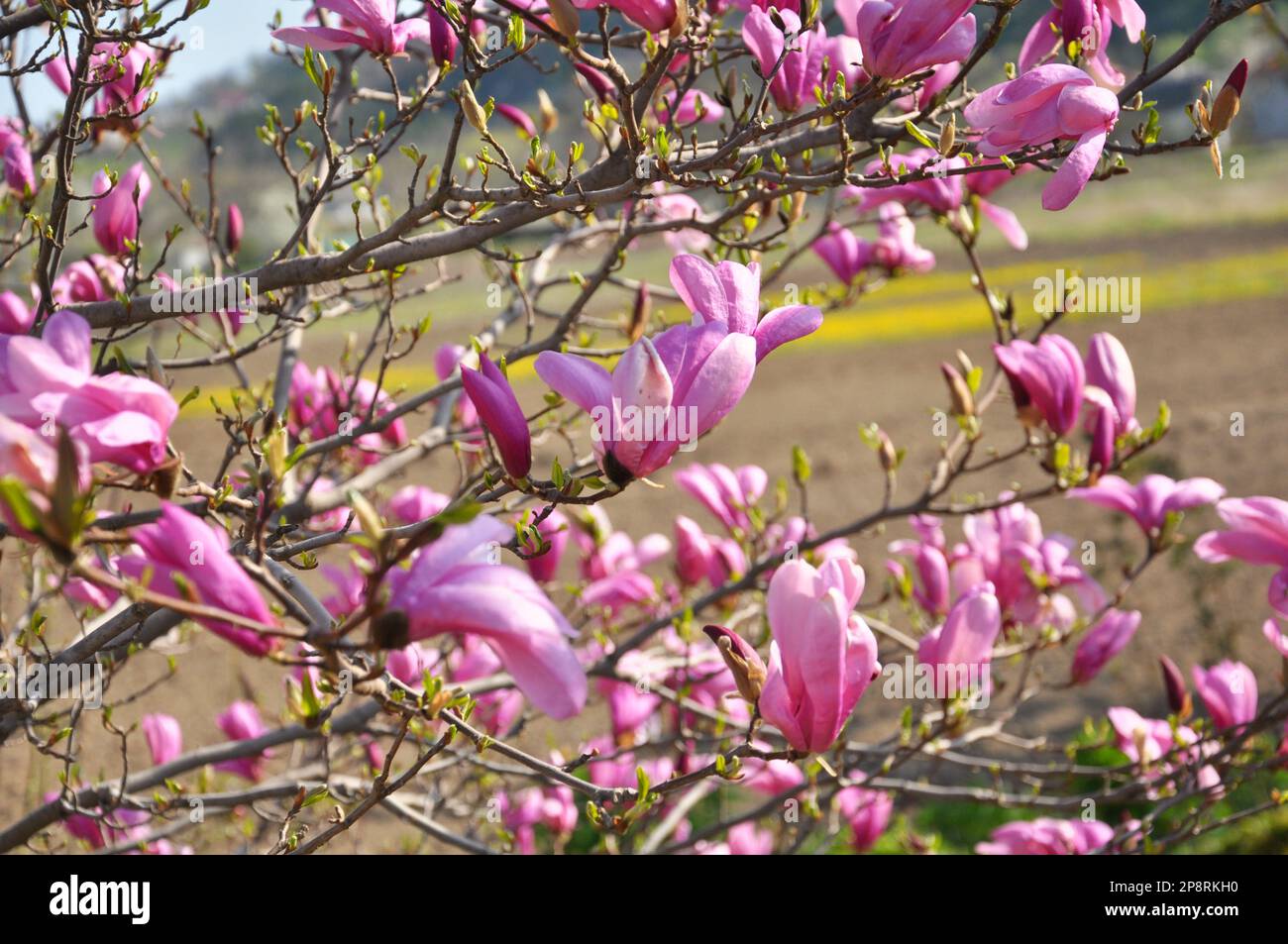 Lily magnolia hi-res stock photography and images - Alamy